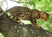 Бенгальская кошка  –  домашний мини-леопард