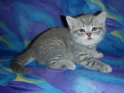 Шотландский прямоухий котенок. Голубой полосатый
