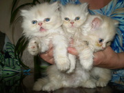 Продам котят персидских белых
