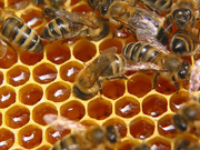Здоровье на крыльях Пчелы