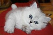 Красивый котенок персидской шиншиллы