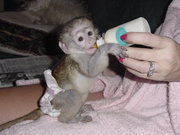 Здоровый обезьян капуцинов Детские