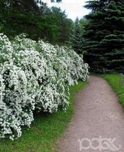 Спирея Вангутта,  садовое растение,  декоративный кустарник,  цветы