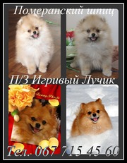 Померанский шпиц