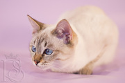 Голубоглазое чудо - Тайская кошка