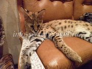 Продаю котят сервала (Serval)