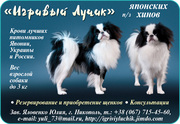Японский хин - аристократ Востока