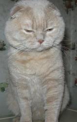 Шотланский кот скотиш фолд приглашает на вязку