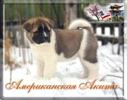Американская АКИТА, СУПЕР щенки!