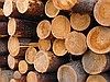 пиловочник - кругляк хвойних пород