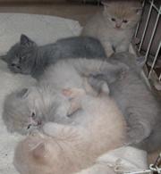  котята шотландские вислоухие