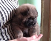 Продам алиментного щенка чау-чау кобель