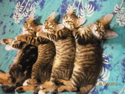 Подарю котенка: четверо полосатых тигриков ждут своих хозяев