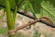 Кольцо для подвязки виноградной лозы и других растений