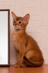 Абиссинский котенок из питомника Sunny Fox 