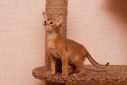 Абиссинские котята из питомника Sunny Fox 
