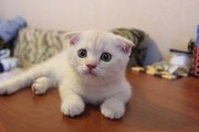 Продам вислоухого  котенка редкого окраса!!!