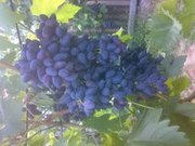 Продам черенки новых ранних сортов винограда,  малины, клубники, крыжовни