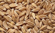 Продам полбу (цельная пшеница)