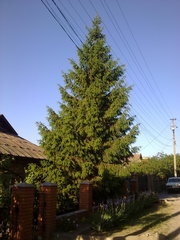 Продам большую живую елку (высота - около 7м).