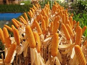 Оржица 237 МВ гибрид кукурузы семена