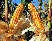 Даниил урожая 16г. гибрид кукурузы семена