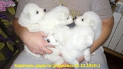 Щенки Самоедской лайки/Цуценята Самоедской лайки/Samoyed puppies