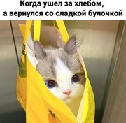 Лікар ветеринар Дніпро