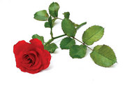 Розы саженцы от производителя (более 80 сортов)