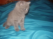 Плюшевый шотландский голубой котик