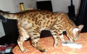 Бенгальские котята - частичка джунглей у вас дома!