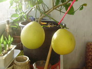 Лимон комнатный саженцы
